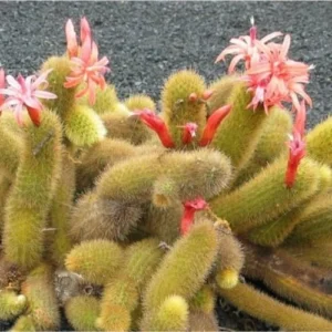 Monkey Tail Cactus Live Plant - 3.5-5