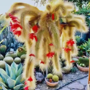 Monkey Tail Cactus Live Plant 3.5-5 Inch Bare Root Ornamental Garden