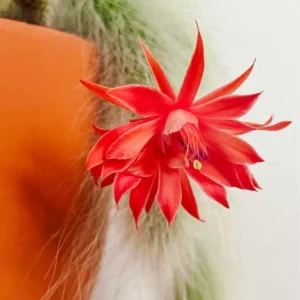 Monkey Tail Cactus Live Plant 3.5-5 Inch Bare Root Ornamental Garden