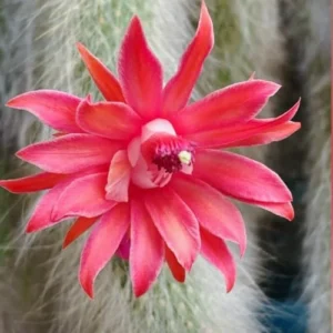 Monkey Tail Cactus Live Plant 3.5-5 Inch Bare Root Ornamental Garden