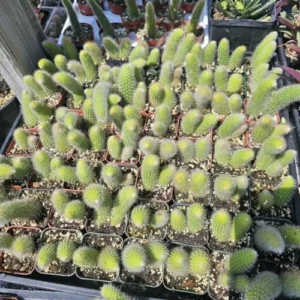 Monkey Tail Cactus Live Plant 3.5-5 Inch Bare Root Ornamental Garden