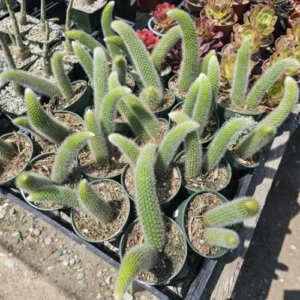 Monkey Tail Cactus Live Plant - 3.5-5 Inch No Pot - Unique Succulent