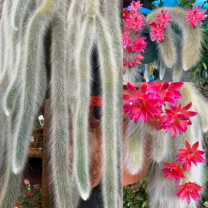 Monkey Tail Cactus Live Plant - 3.5-5 Inch No Pot - Unique Succulent