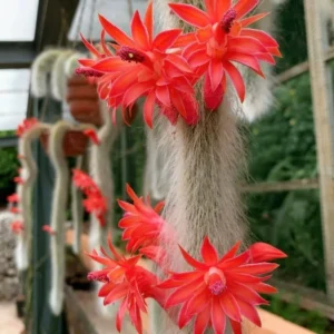 Monkey Tail Cactus Live Plant - 3.5-5 Inch No Pot - Unique Succulent