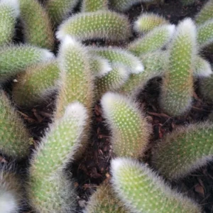 Monkey Tail Cactus Live Plant - 3.5-5 Inch No Pot - Unique Succulent