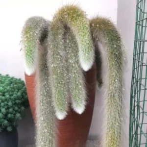 Monkey Tail Cactus Live Plant 3.5-5 Inch - Ornamental Garden - No Pot