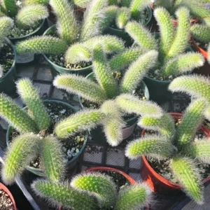 Monkey Tail Cactus Live Plant 3.5-5 Inch - Ornamental Garden - No Pot