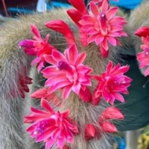 Monkey Tail Cactus Live Plant 3.5-5 Inch - Ornamental Garden - No Pot