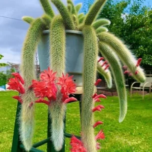 Monkey Tail Cactus - Live Plant, 3.5-5