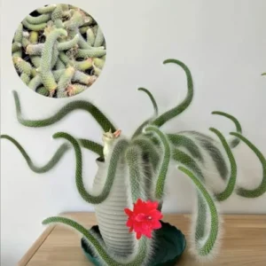 Monkey Tail Cactus Live Plant - 3.5 to 5 Inch Rare Succulent