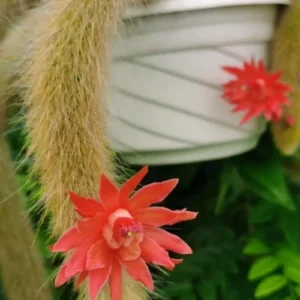 Monkey Tail Cactus Live Plant Rooted - 3.5 to 5 Inch Green Shrub