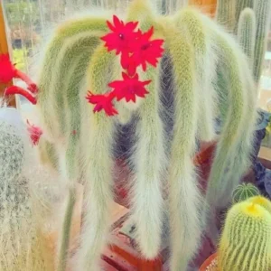 Monkey Tail Cactus Live Plant Rooted - 3.5 to 5 Inch Green Shrub