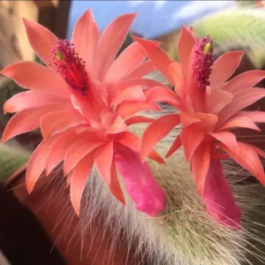 Monkey Tail Cactus Plant - 3.5-5 Inch Live Plant - Unique Succulent No Pot