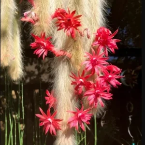 Monkey Tail Cactus Plant - 3.5-5 Inch Live Plant - Unique Succulent No Pot