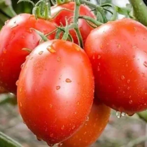 Mortgage Lifter Tomato Plants Set - 4 Live Beefsteak Tomato Plants for Garden