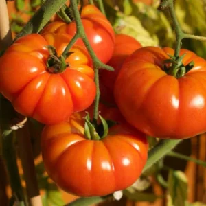 Mortgage Lifter Tomato Plants - Set of 2 Live Heirloom Variety for Garden