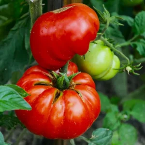 Mortgage Lifter Tomato Plants - Set of 2 Live Heirloom Variety for Garden