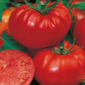 Mortgage Lifter Tomato Plants - Set of 2 Live Heirloom Variety for Garden