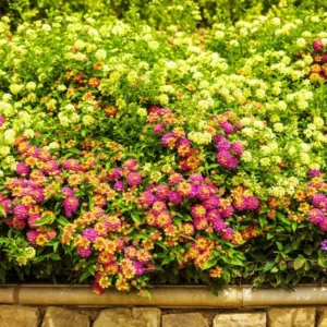 Multicolor Lantana Live Plants - 4 Inch Pots - Outdoor Flowering Perennial