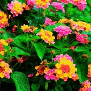 Multicolor Lantana Live Plants - 4 Inch Pots - Outdoor Flowering Perennial