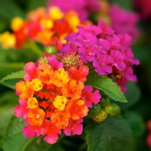 Multicolor Lantana Live Plants - 4 Inch Pots - Outdoor Flowering Perennial