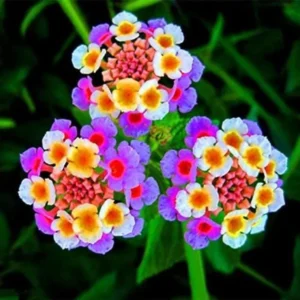 Multicolor Lantana Live Plants - 4 Inch Pots - Outdoor Flowering Perennial