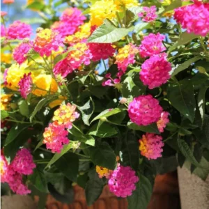 Multicolor Lantana Live Plants - 4 Inch Pots - Outdoor Flowering Perennial