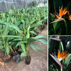 Orange Bird of Paradise Plant Live - 5-10 Inch Tropical Strelitzia Reginae Houseplant