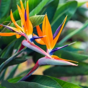 Orange Bird of Paradise Plant Live - 5-10 Inch Tropical Strelitzia Reginae Houseplant