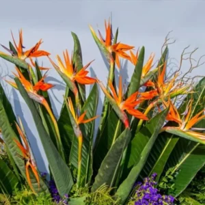 Orange Bird of Paradise Plant Live - 5-10 Inch Tropical Strelitzia Reginae Houseplant