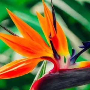 Orange Bird of Paradise Plant Live - 5-10 Inch Tropical Strelitzia Reginae Houseplant