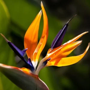 Orange Bird of Paradise Plant Live - 5-10 Inch Tropical Strelitzia Reginae Houseplant