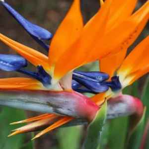 Orange Bird of Paradise Plant Live - 5-10 Inch Tropical Strelitzia Reginae Houseplant