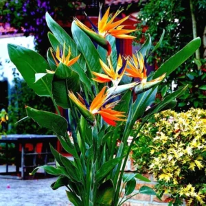 Orange Bird of Paradise Plant Live - 5-10 Inch Tropical Strelitzia Reginae Houseplant