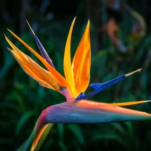 Orange Bird of Paradise Plant - Live Tropical Houseplant - 5-10 Inches - Exotic Blooms