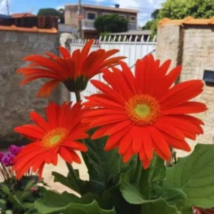 Orange Gerbera Daisy Plants Live - 3 to 5 Inch Tall - Daisy Flower Plants