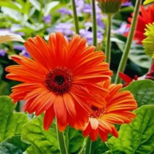 Orange Gerbera Daisy Plants Live - 3 to 5 Inch Tall - Daisy Flower Plants