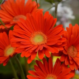 Orange Gerbera Daisy Plants Live - 3 to 5 Inch Tall - Daisy Flower Plants