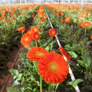 Orange Gerbera Daisy Plants Live - 3 to 5 Inch Tall - Daisy Flower Plants