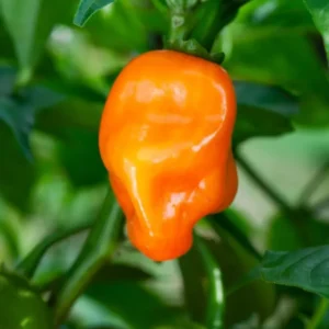 Orange Habanero Chili Pepper Plants - Set of 6 Live Super Hot Peppers for Year-Round Planting