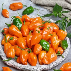 Orange Habanero Chili Pepper Plants - Set of 6 Live Super Hot Peppers for Year-Round Planting