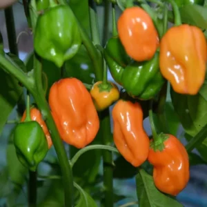 Orange Habanero Chili Pepper Plants - Set of 6 Live Super Hot Peppers for Year-Round Planting