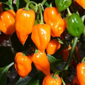 Orange Habanero Chili Pepper Plants - Set of 6 Live Super Hot Peppers for Year-Round Planting