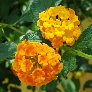 Orange Lantana Plant Live - 6-9 Inch Tall - Fragrant Outdoor Butterfly Perennial Flowers