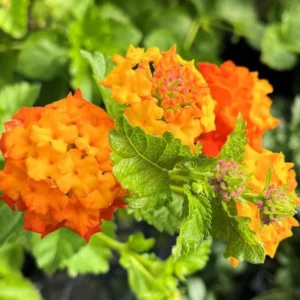 Orange Lantana Plant Live - 6-9 Inch Tall - Fragrant Outdoor Butterfly Perennial Flowers