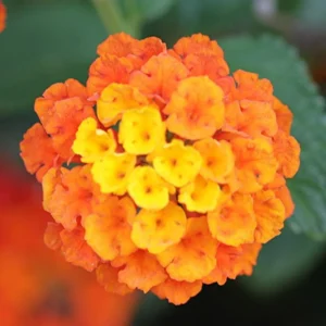 Orange Lantana Plant Live - 6-9 Inch Tall - Fragrant Outdoor Butterfly Perennial Flowers