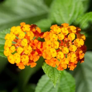 Orange Lantana Plant Live - 6-9 Inch Tall - Fragrant Outdoor Butterfly Perennial Flowers