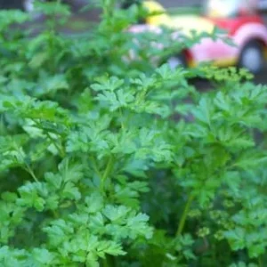 Parsley Live Plants - 4 Pack Starter Plants, Fresh Herbs for Indoor & Outdoor Growing