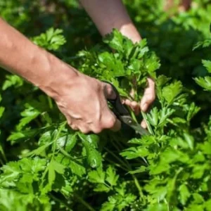 Parsley Live Plants - 4 Pack Starter Plants, Fresh Herbs for Indoor & Outdoor Growing