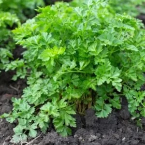 Parsley Plants Live in Pot - 6 Fresh Herb Plants - Indoor/Outdoor